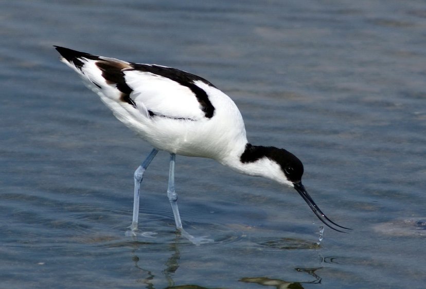 L'avocette